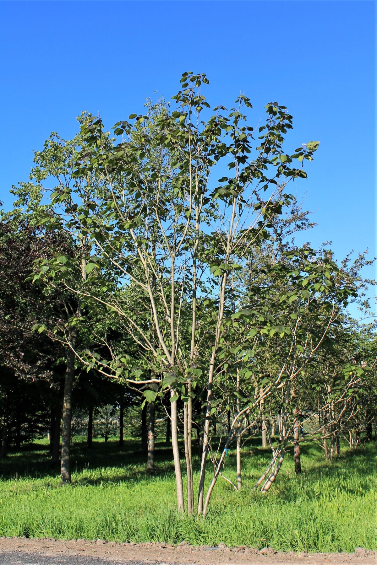 Purperen Trompetboom | Meerstammig