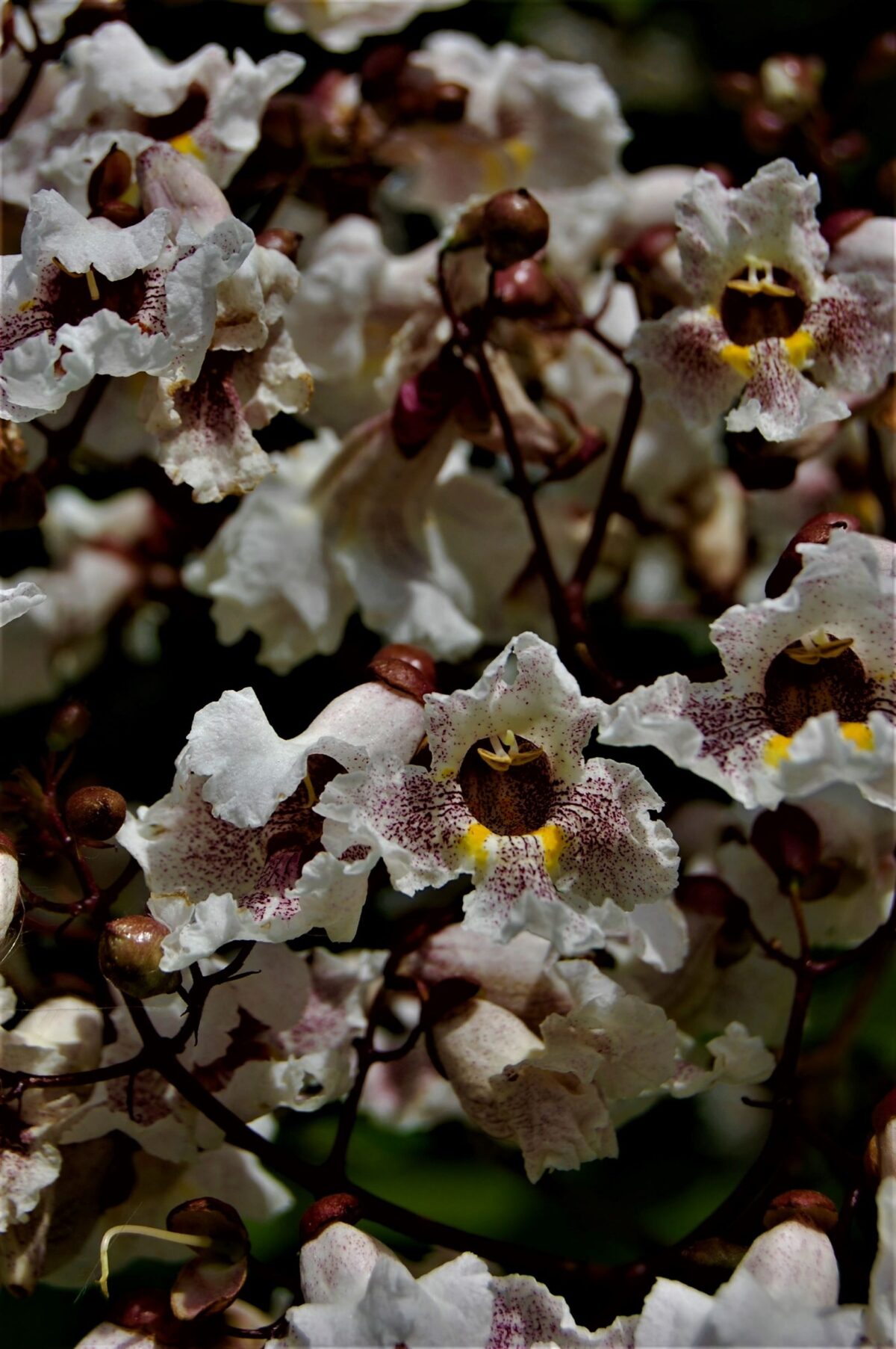 Purperen Trompetboom | Meerstammig