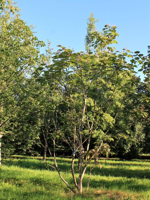 Purperen Trompetboom | Meerstammig