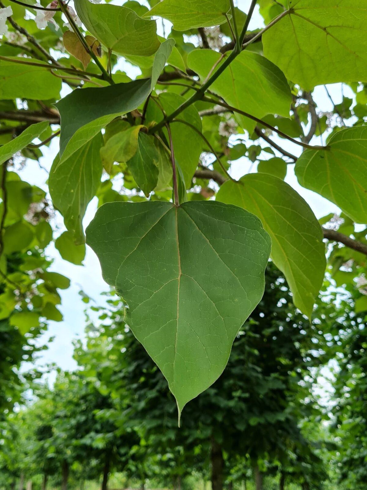 Purperen Trompetboom | Hoogstam