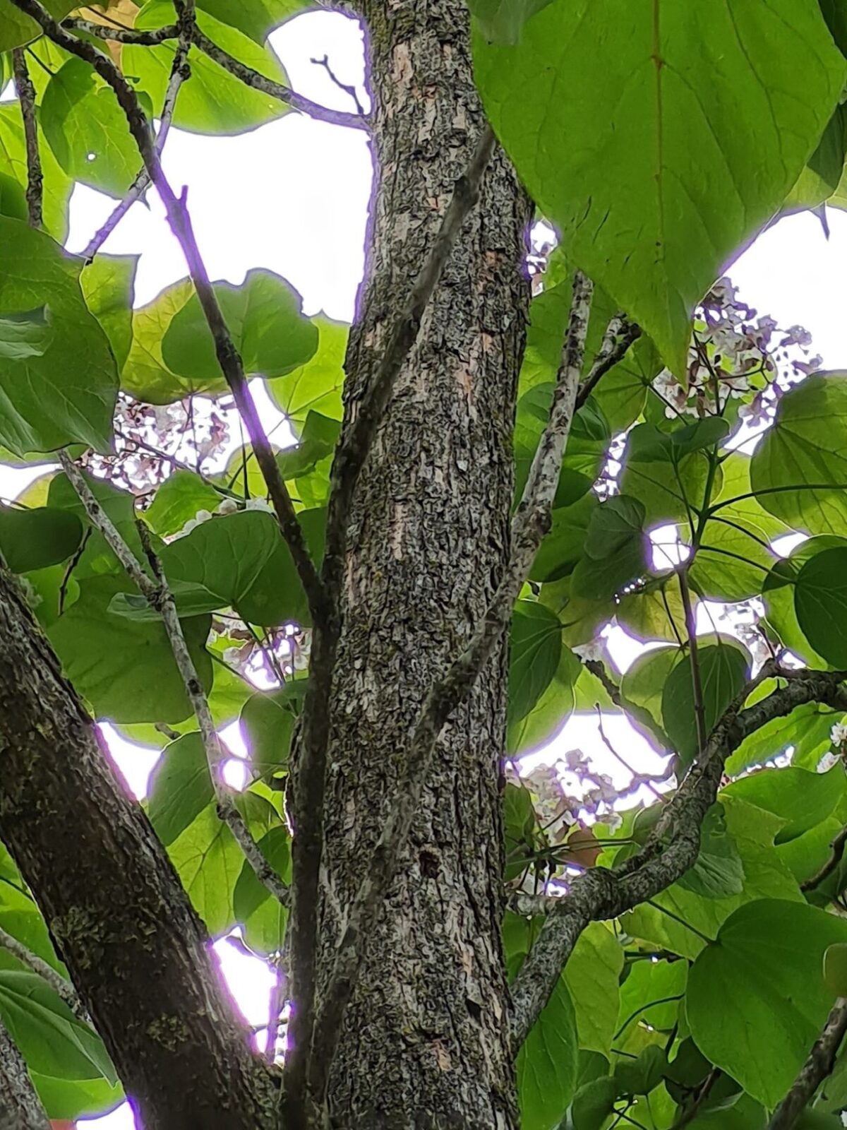 Purperen Trompetboom | Hoogstam