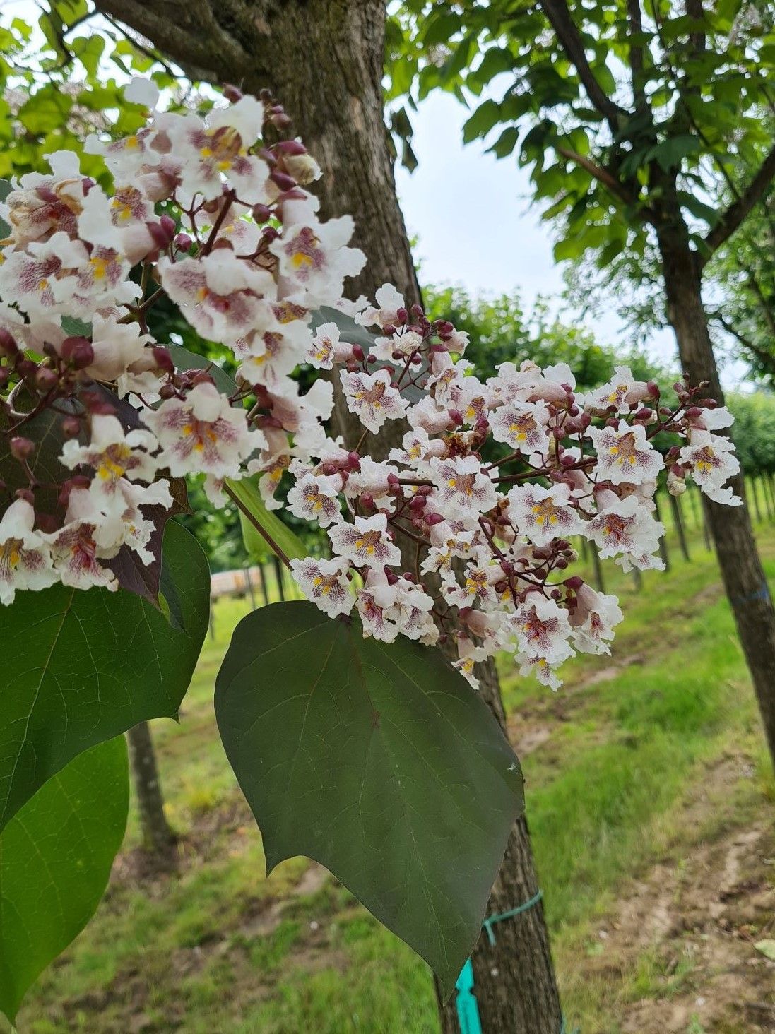 Purperen Trompetboom | Hoogstam