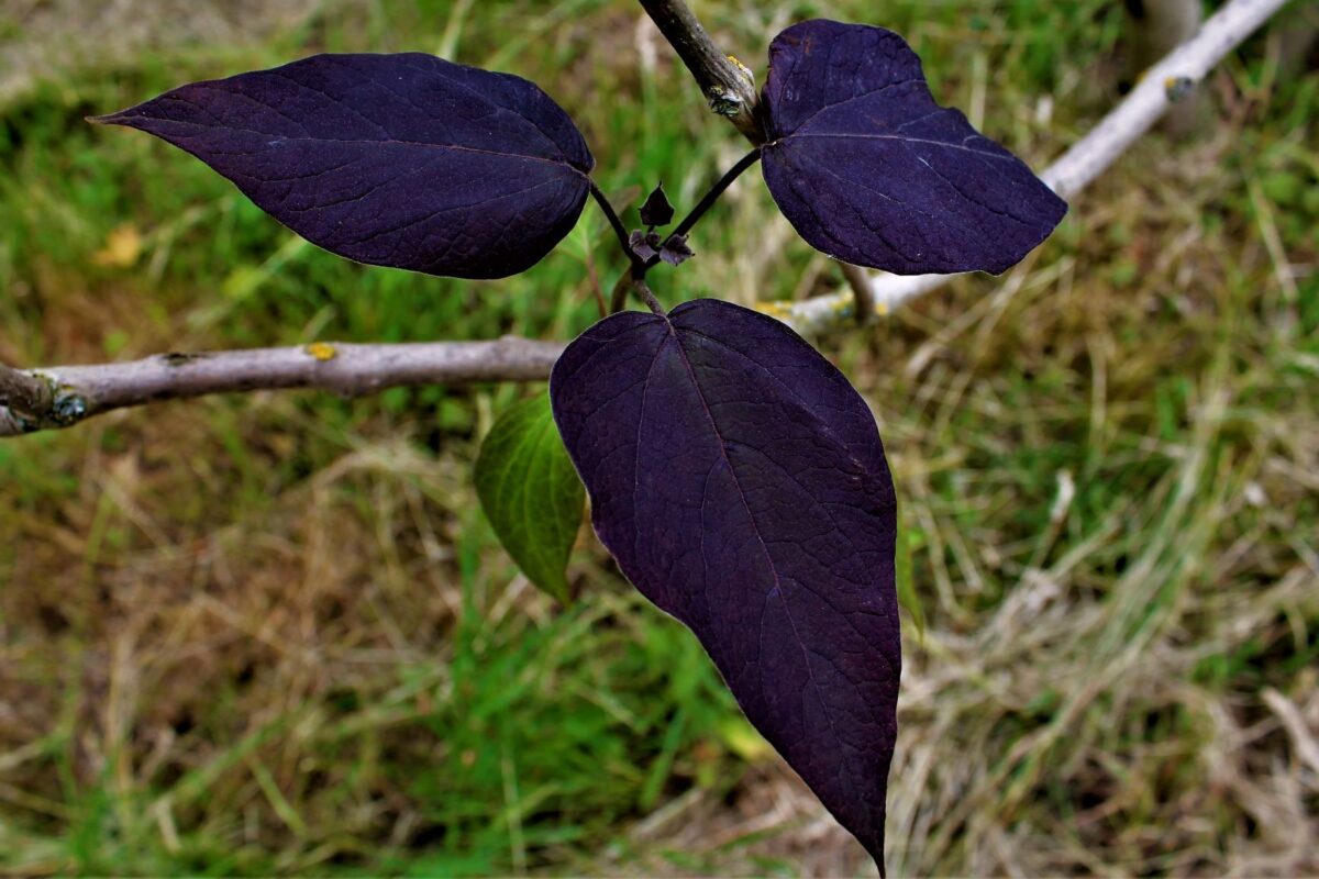 Purperen Trompetboom | Hoogstam