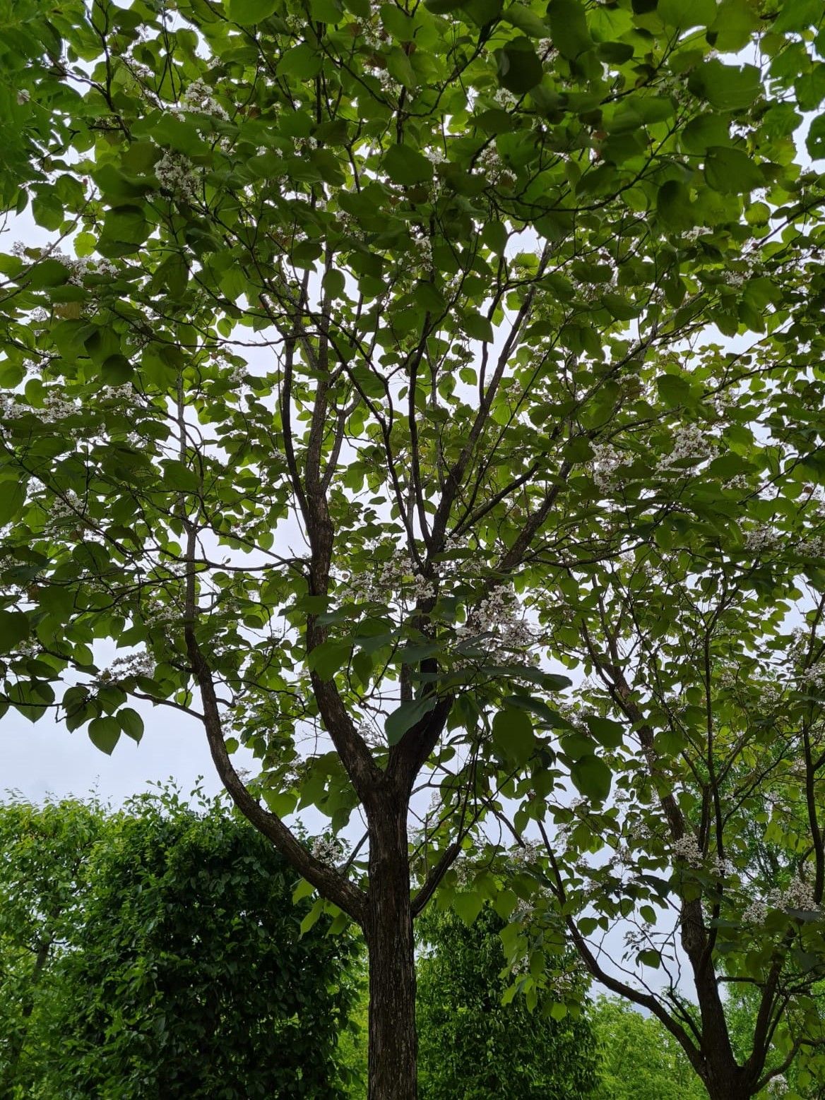 Purperen Trompetboom | Hoogstam