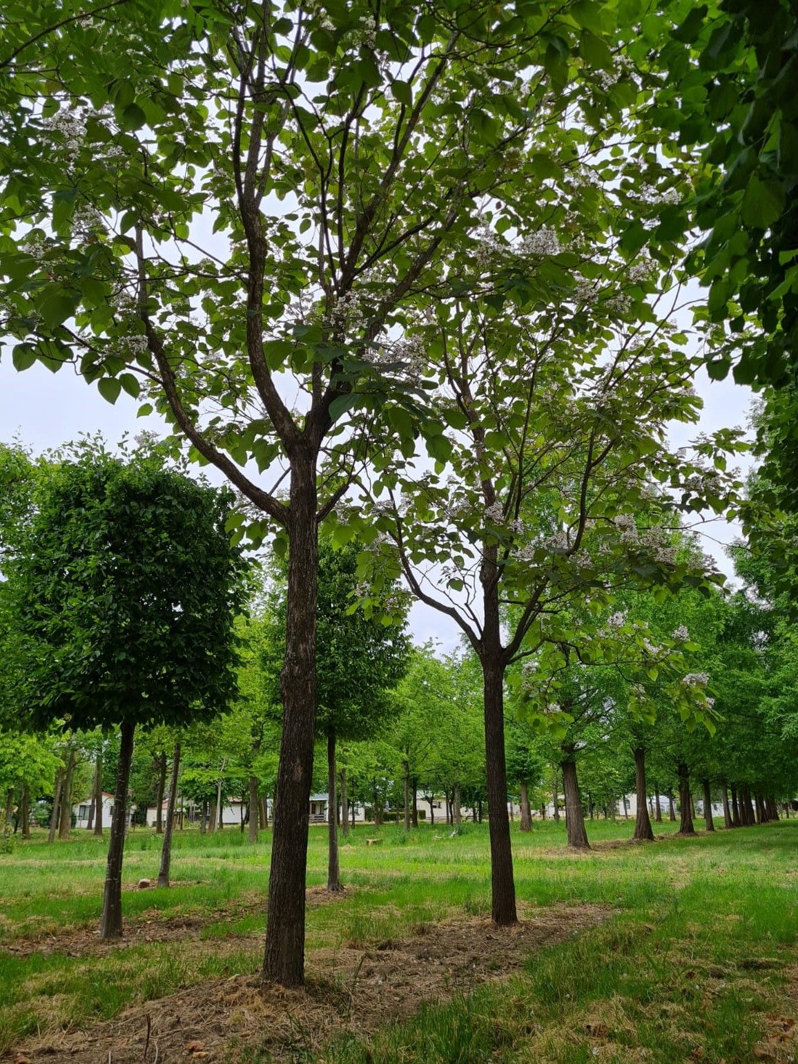 Purperen Trompetboom | Hoogstam