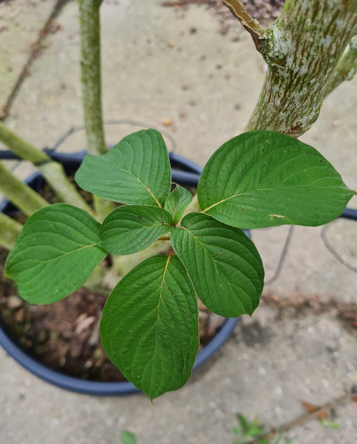 Reuzenkornoelje | Meerstammig