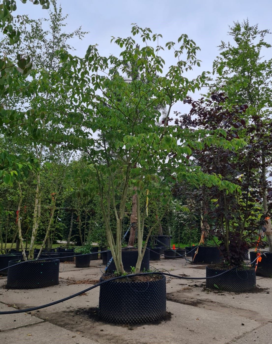 Reuzenkornoelje | Meerstammig