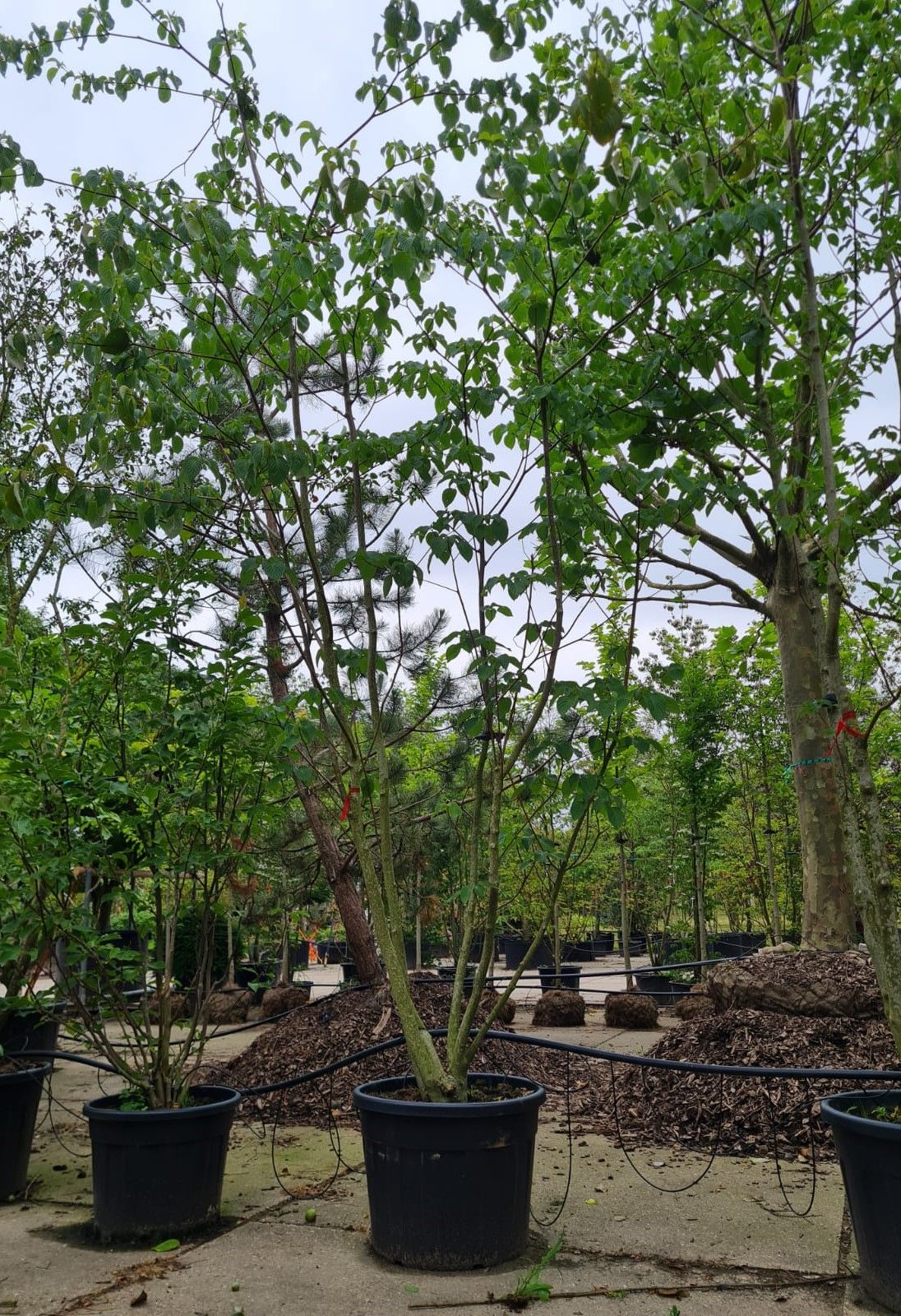 Reuzenkornoelje | Meerstammig