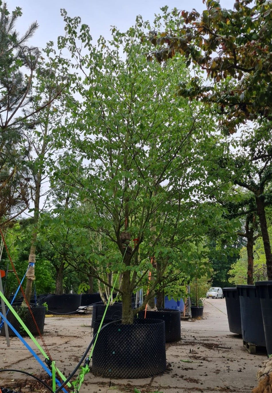 Reuzenkornoelje | Meerstammig