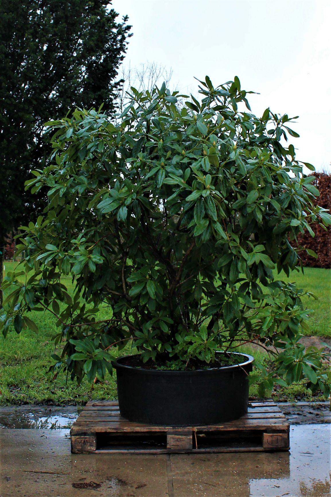 Rhodo 'Cunningham's White' | Struikvorm