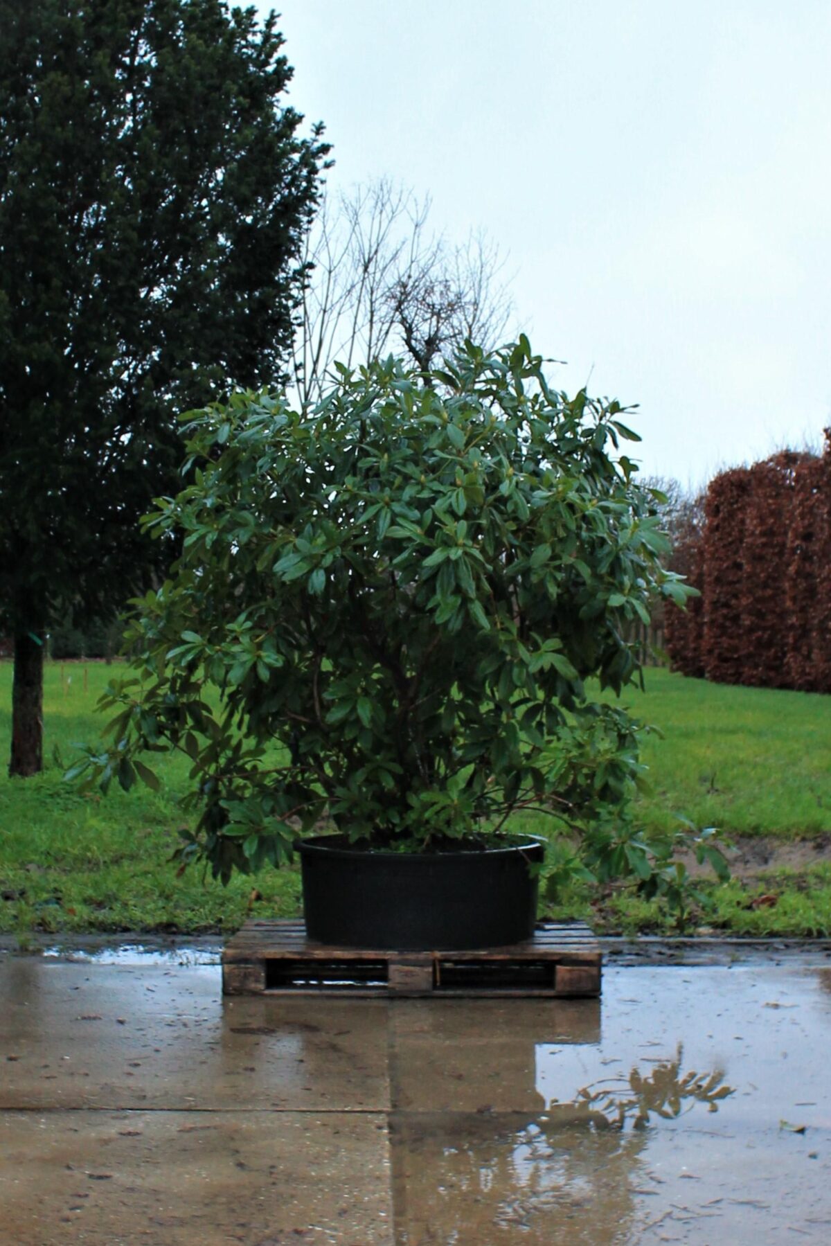 Rhodo 'Cunningham's White' | Struikvorm