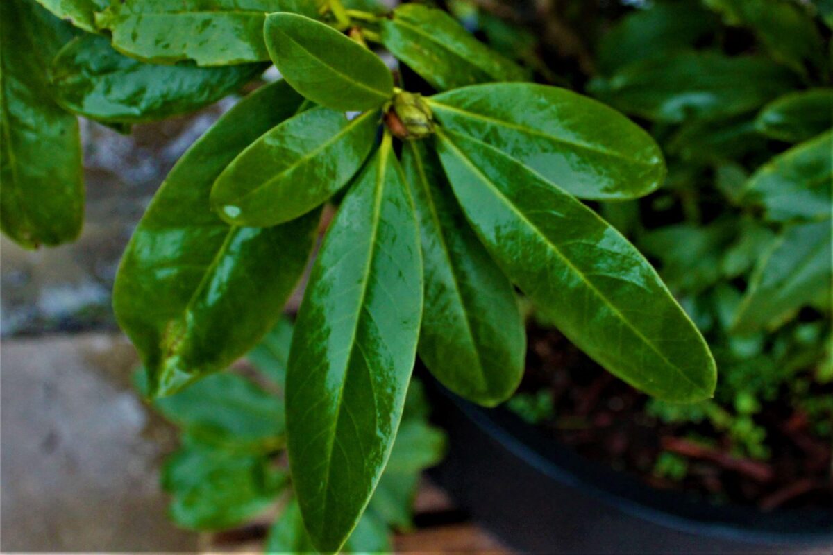 Rhodo 'Cunningham's White' | Struikvorm