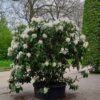 Rhodo 'Cunningham's White' | Struikvorm