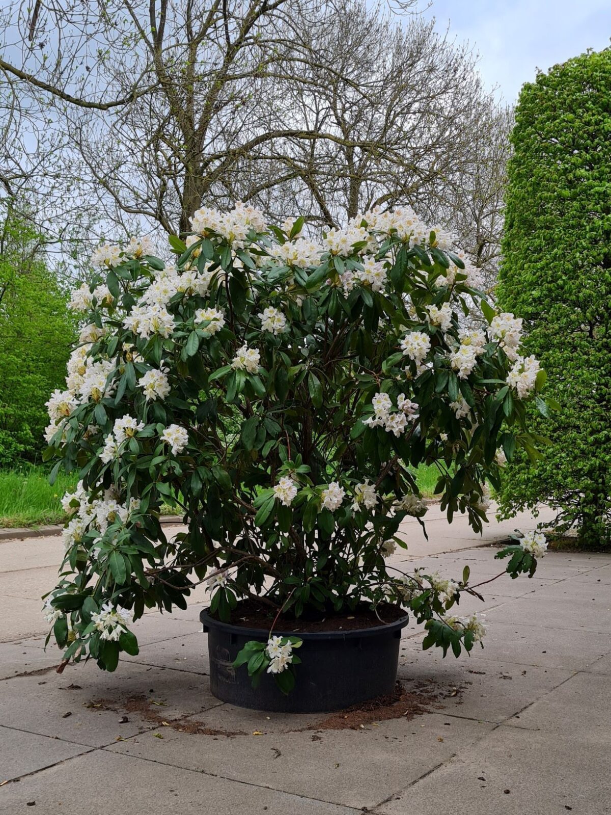 Rhodo 'Cunningham's White' | Struikvorm