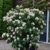 Rhodo 'Cunningham's White' | Struikvorm