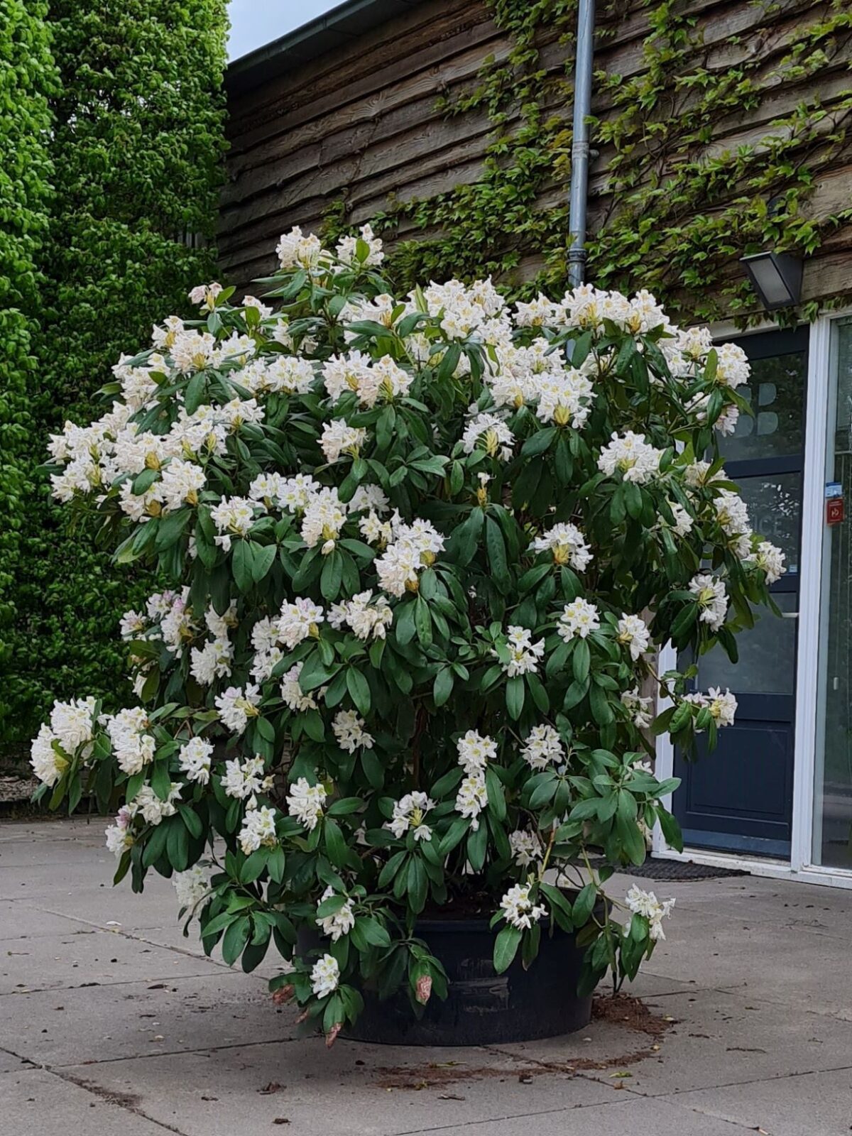Rhodo 'Cunningham's White' | Struikvorm