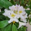 Rhodo 'Cunningham's White' | Struikvorm