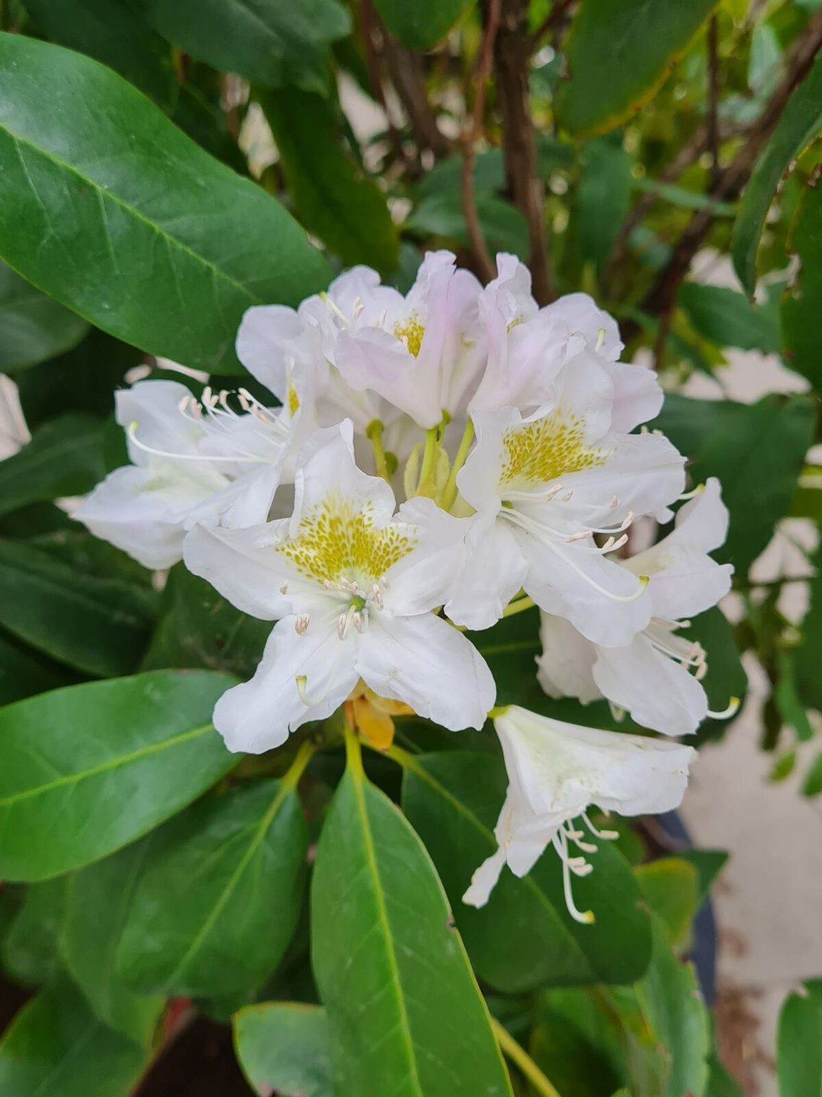 Rhodo 'Cunningham's White' | Struikvorm