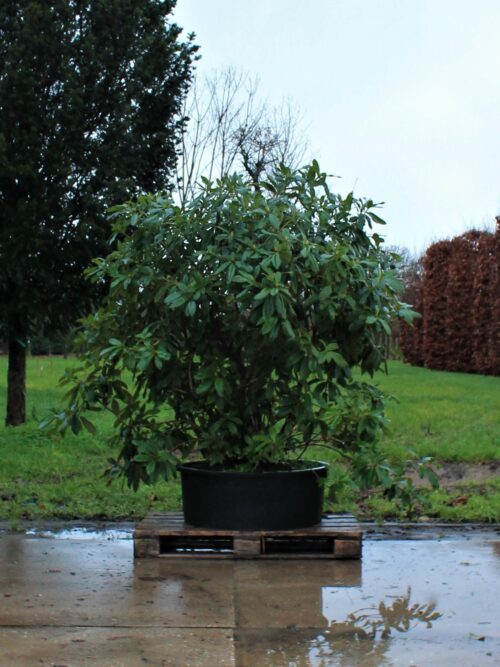 Rhodo 'Cunningham's White' | Struikvorm