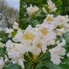 Rhodo 'Cunningham's White' | Struikvorm