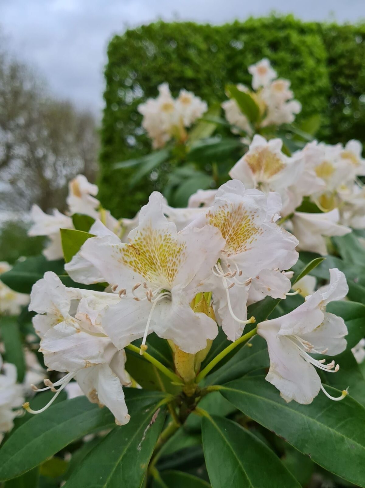Rhodo 'Cunningham's White' | Struikvorm