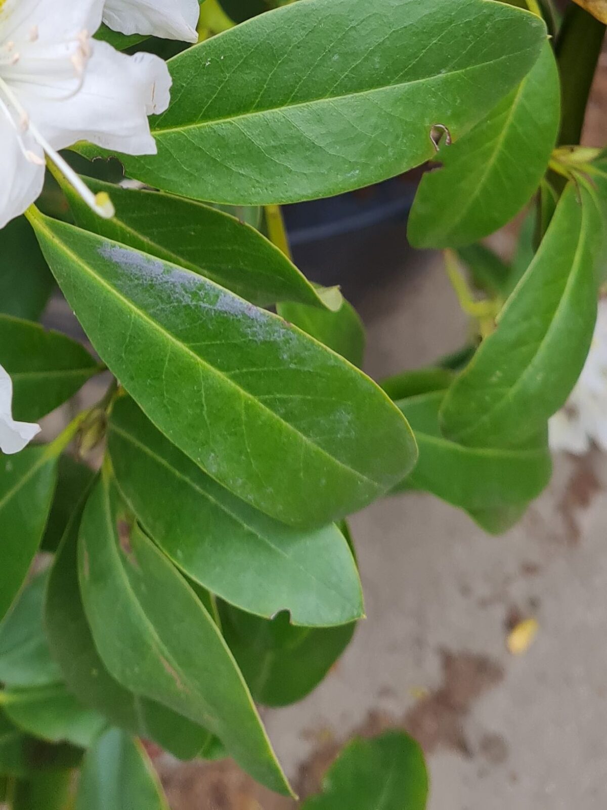 Rhodo 'Cunningham's White' | Struikvorm