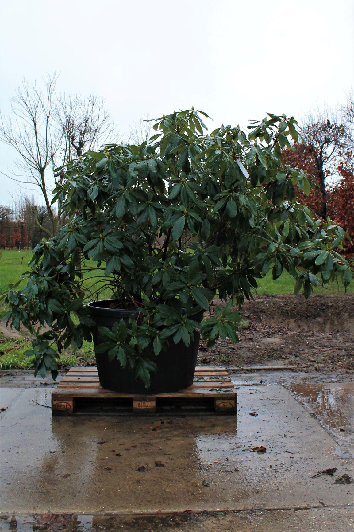 Rhododendron 'Nova Zembla' | Struikvorm