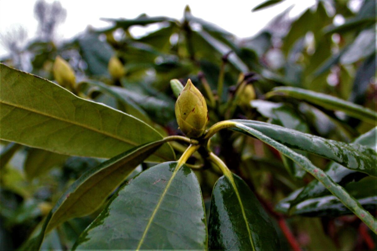 Rhododendron 'Nova Zembla' | Struikvorm
