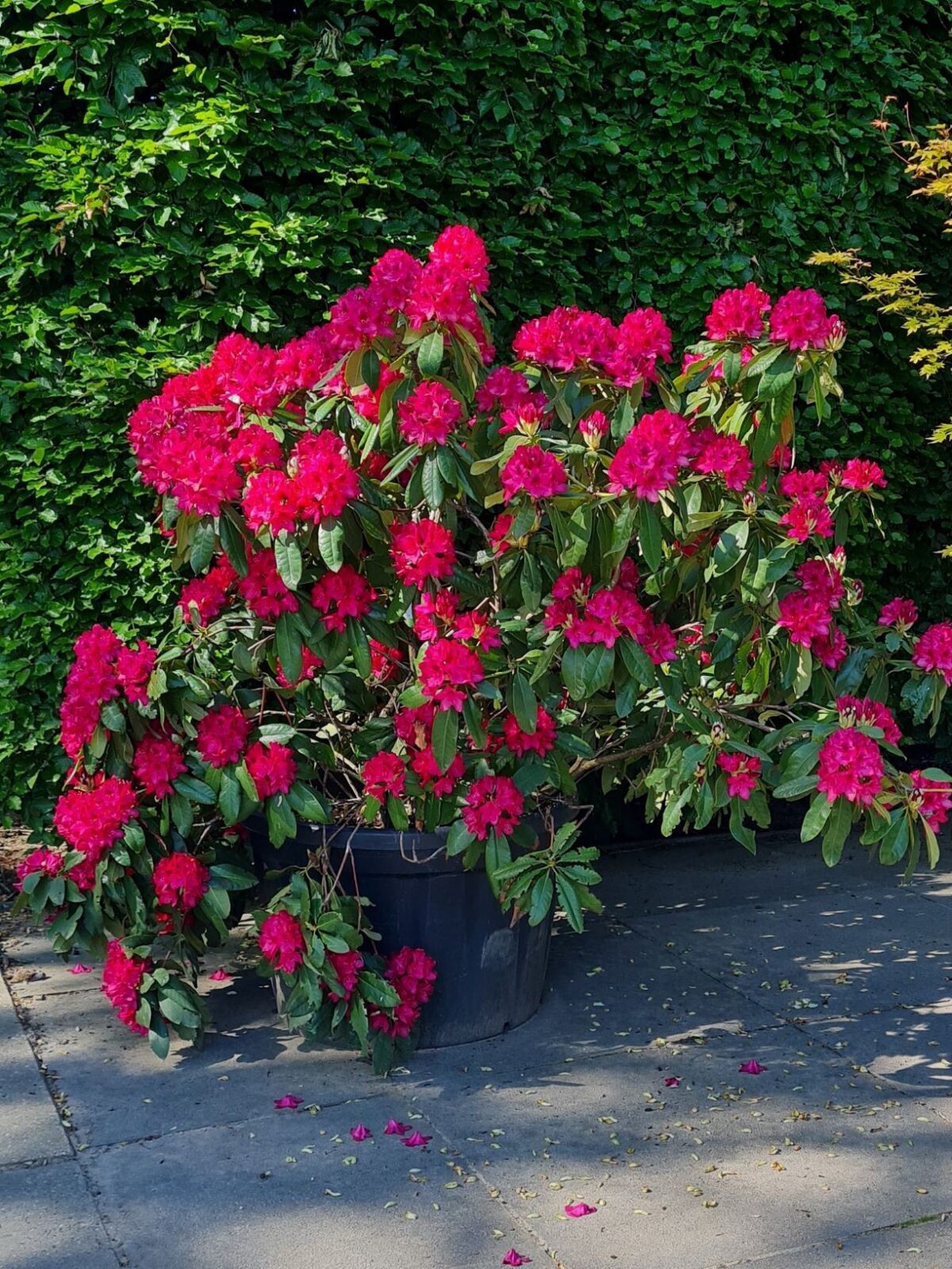Rhododendron 'Nova Zembla' | Struikvorm