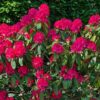 Rhododendron 'Nova Zembla' | Struikvorm