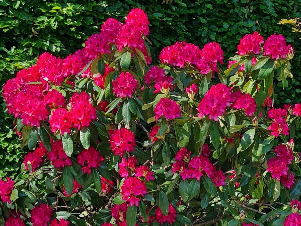 Rhododendron 'Nova Zembla' | Struikvorm