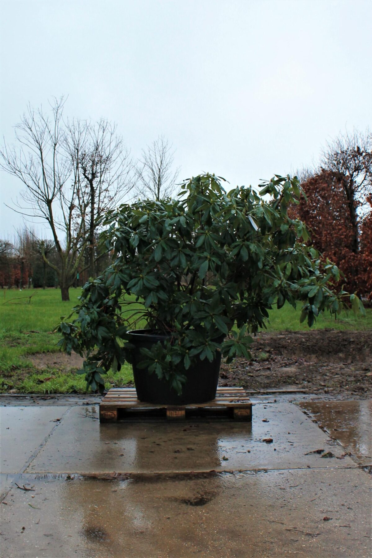 Rhododendron 'Nova Zembla' | Struikvorm