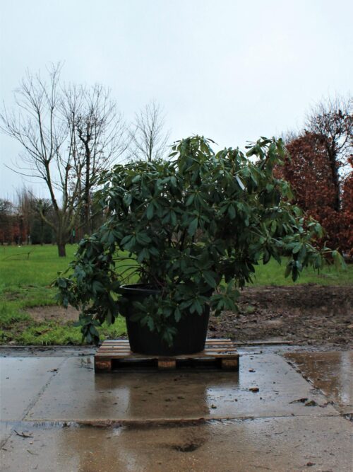 Rhododendron 'Nova Zembla' | Struikvorm