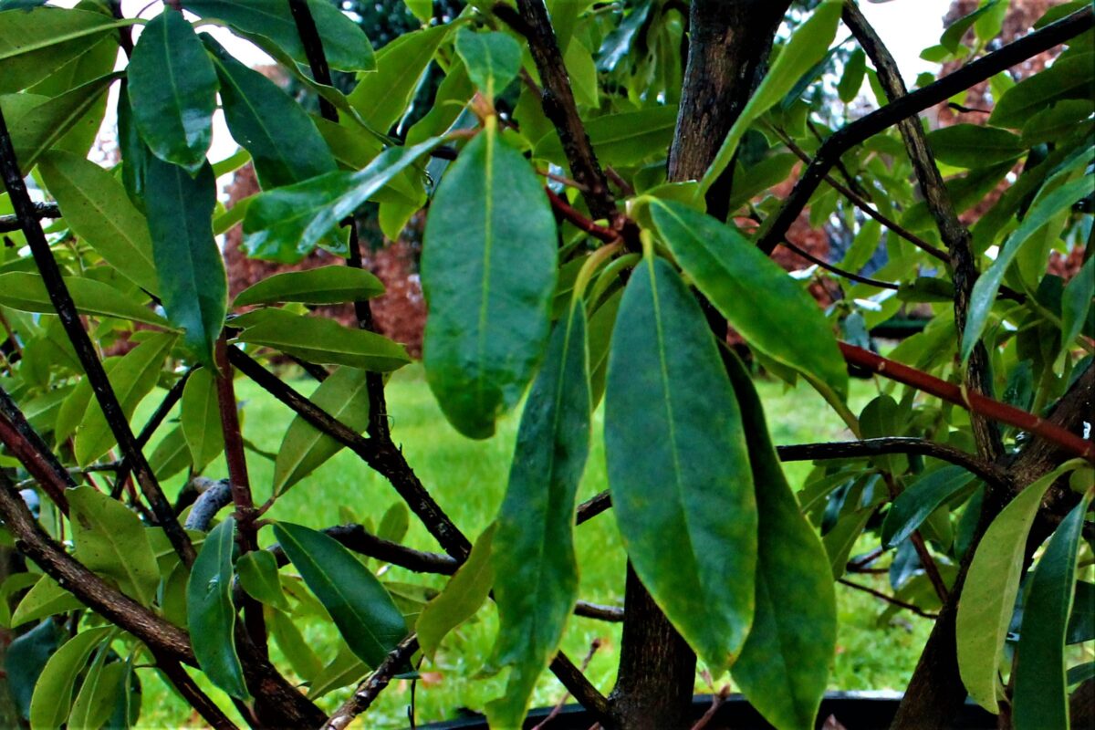 Rhodo ponticum 'Roseum' | Struikvorm