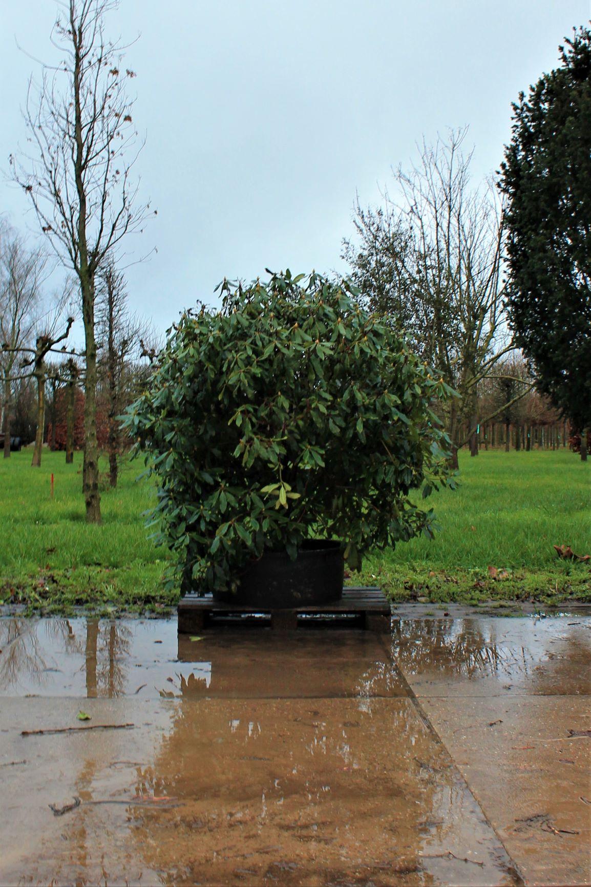 Rhodo ponticum 'Roseum' | Struikvorm