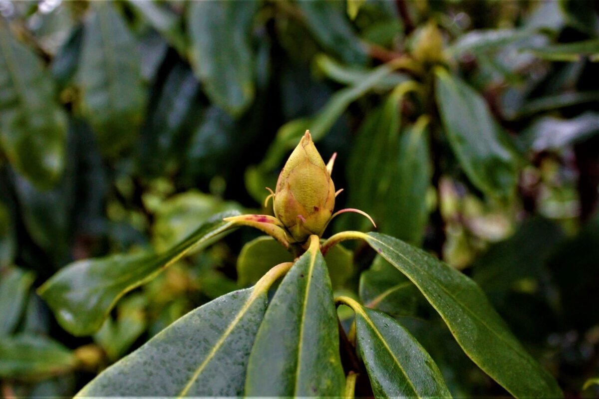 Rhodo ponticum 'Roseum' | Struikvorm
