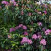 Rhodo ponticum 'Roseum' | Struikvorm