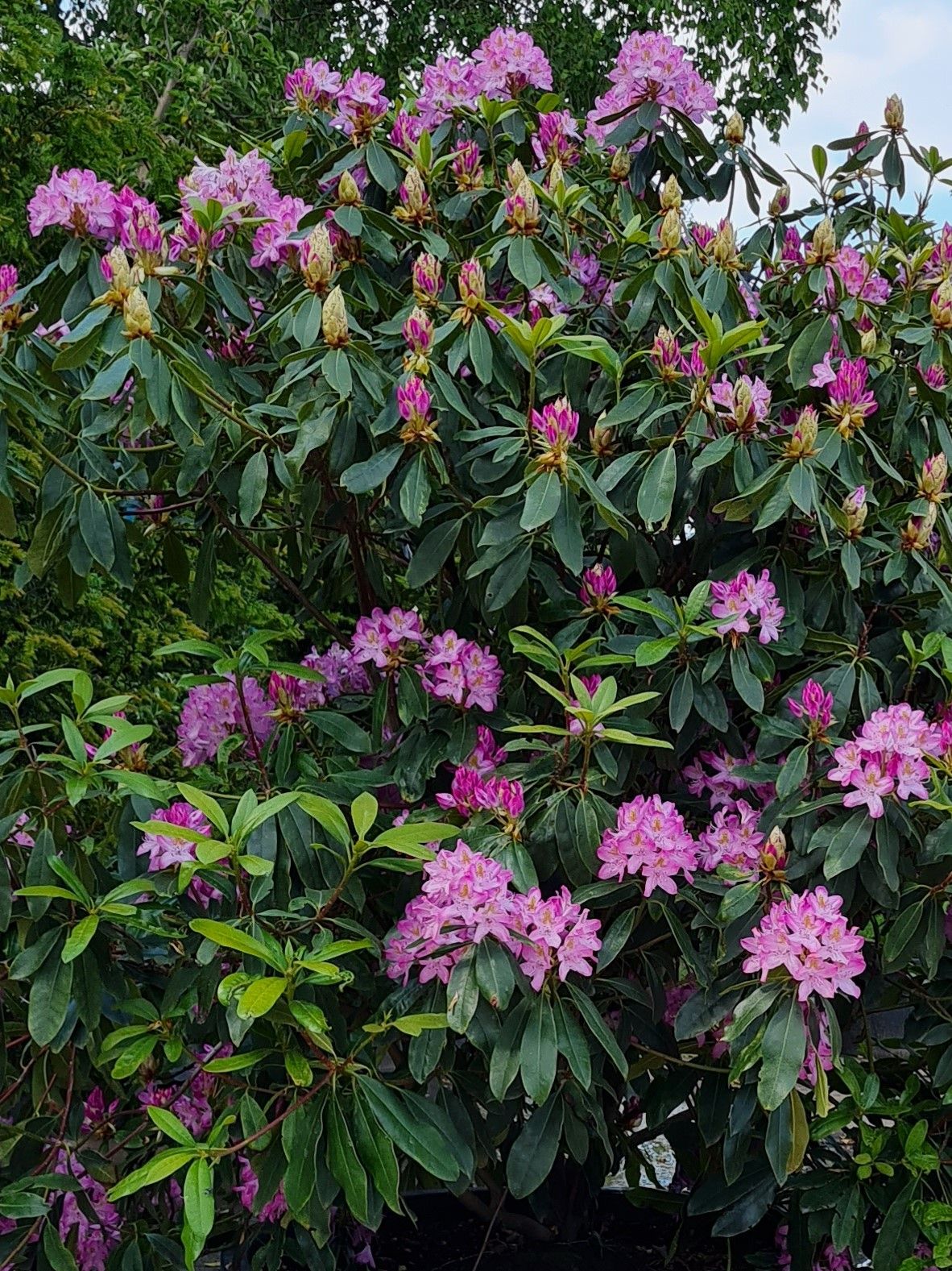 Rhodo ponticum 'Roseum' | Struikvorm