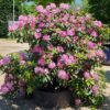 Rhodo ponticum 'Roseum' | Struikvorm