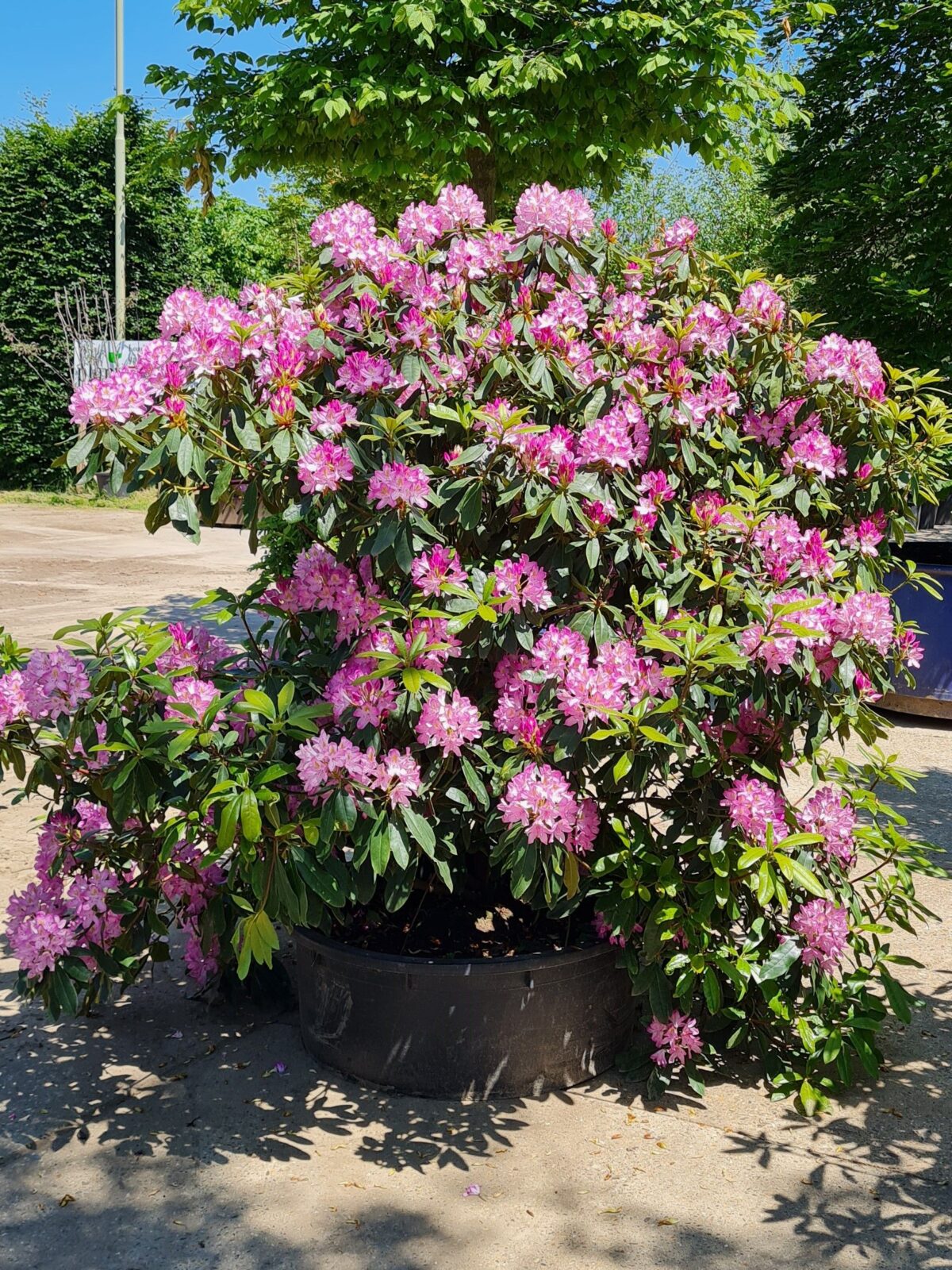 Rhodo ponticum 'Roseum' | Struikvorm