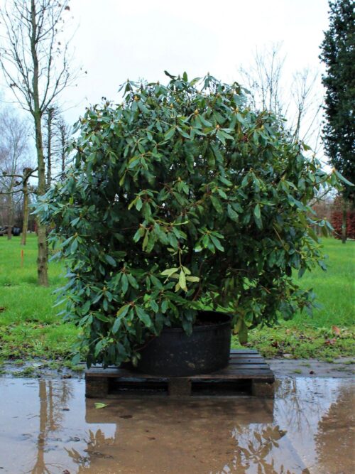 Rhodo ponticum 'Roseum' | Struikvorm