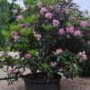 Rhodo ponticum 'Roseum' | Struikvorm