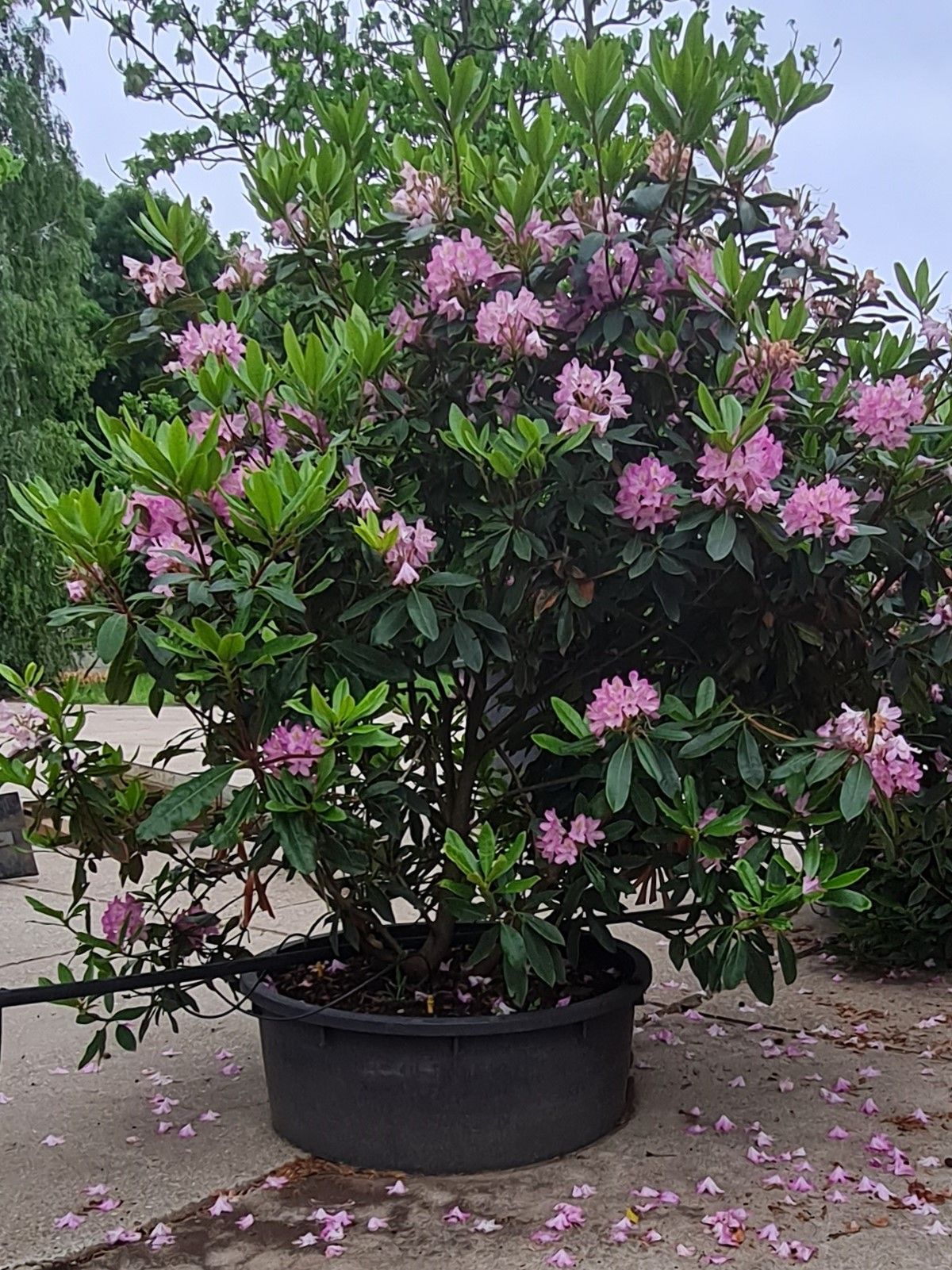 Rhodo ponticum 'Roseum' | Struikvorm