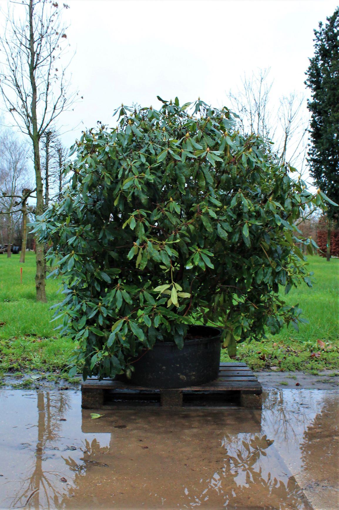 Rhodo ponticum 'Roseum' | Struikvorm