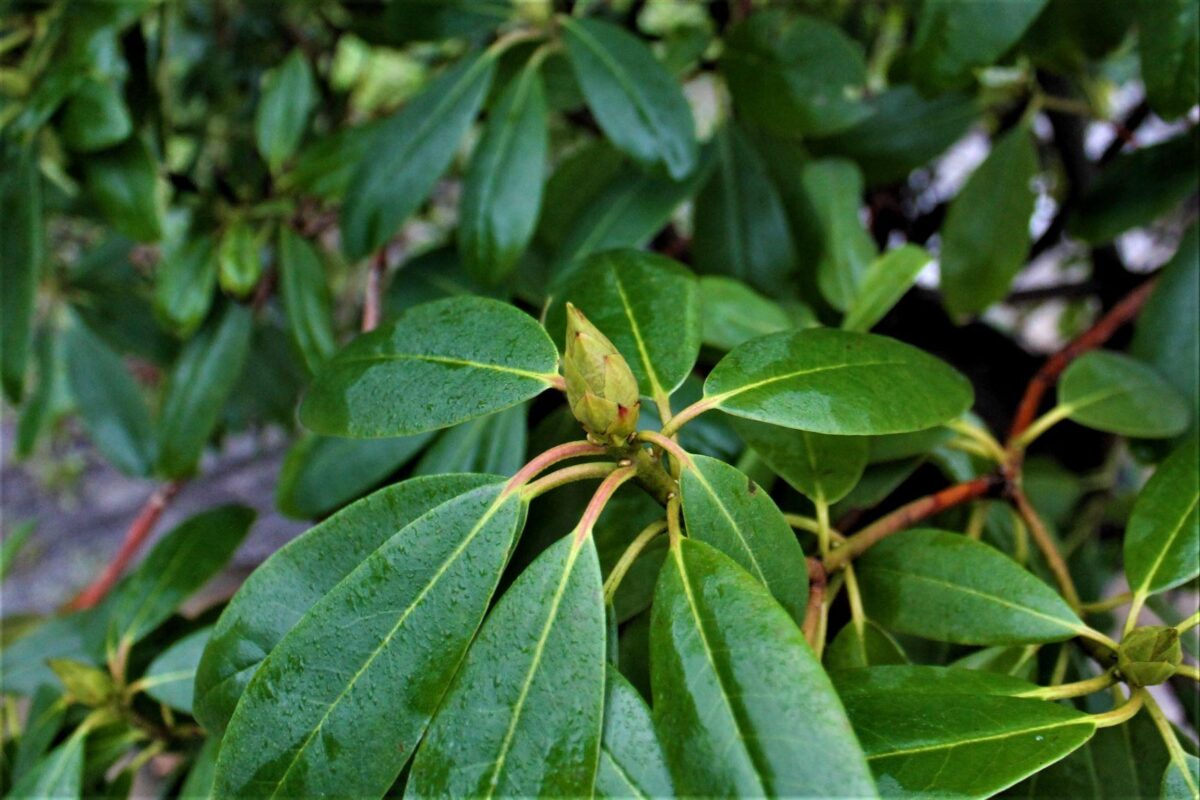 Rhodo 'Roseum Elegans' | Struikvorm