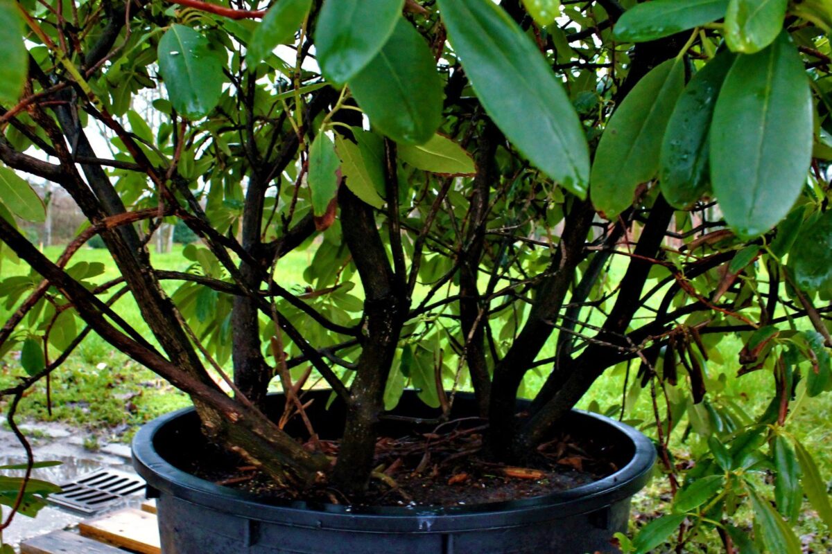 Rhodo 'Roseum Elegans' | Struikvorm