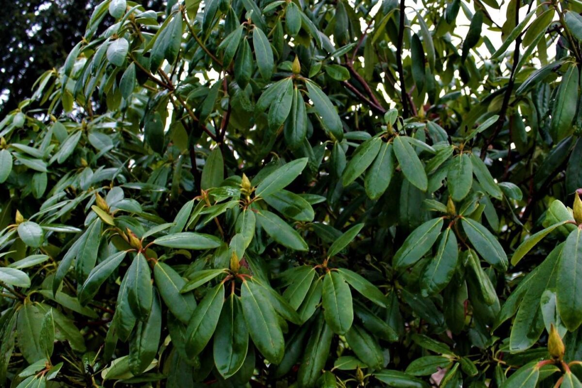 Rhodo 'Roseum Elegans' | Struikvorm