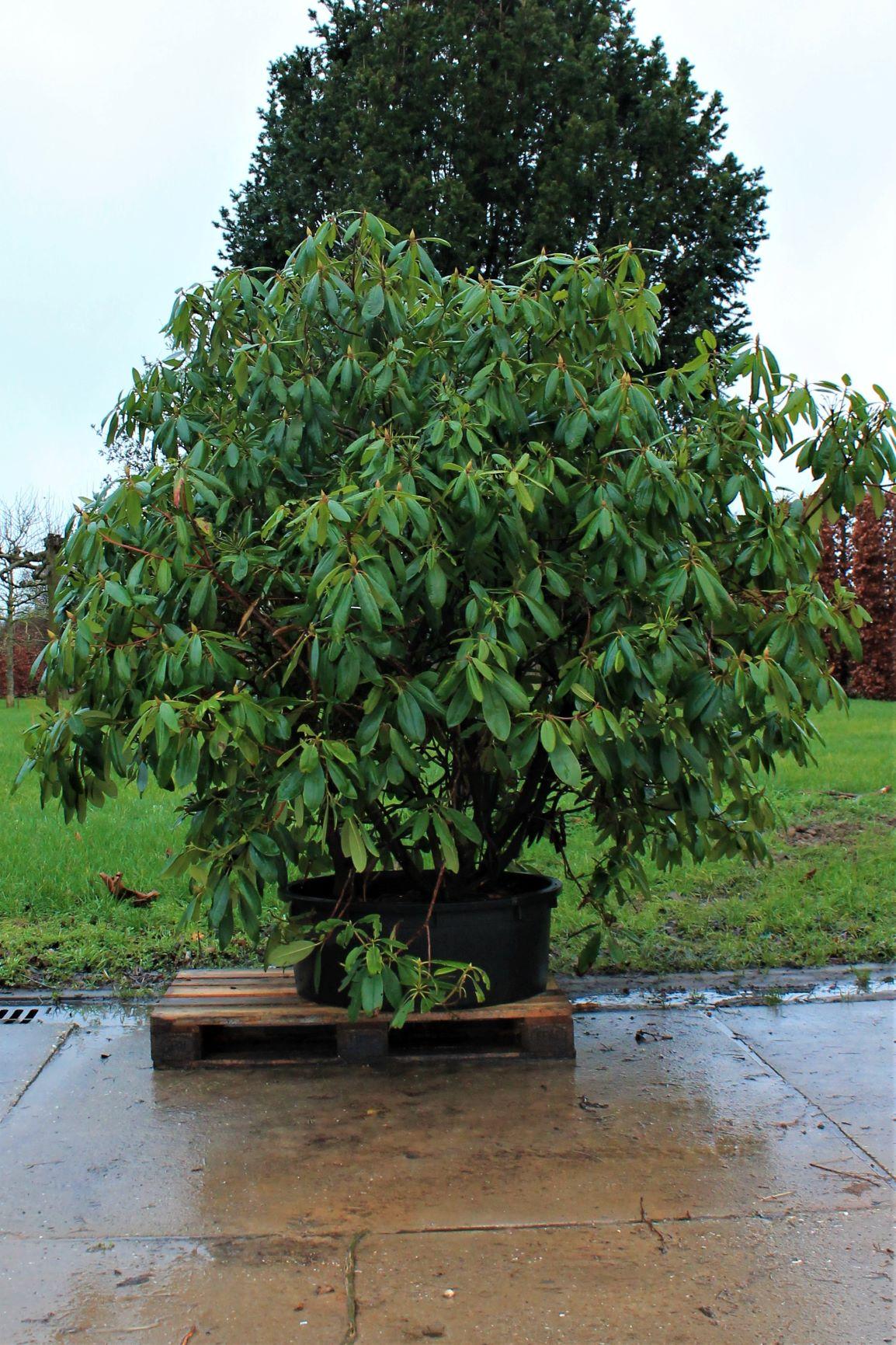 Rhodo 'Roseum Elegans' | Struikvorm