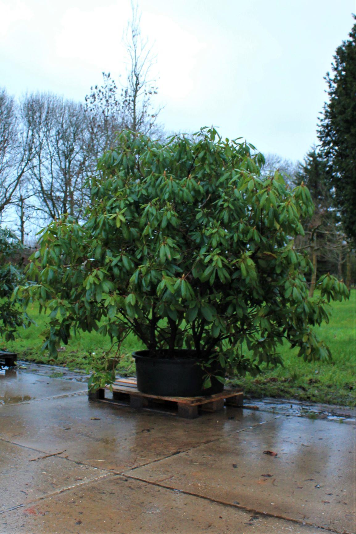 Rhodo 'Roseum Elegans' | Struikvorm