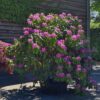 Rhodo 'Roseum Elegans' | Struikvorm